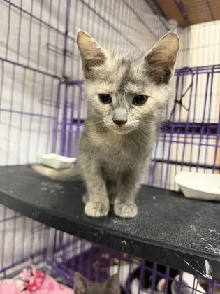 Annie - Purple Collar