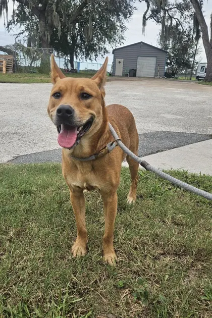 Stray "Phoenix" Washington/Roo