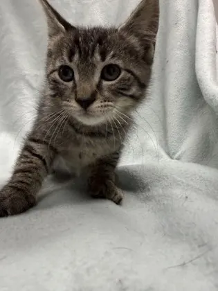 Cupid Shuffle (White) - Manx