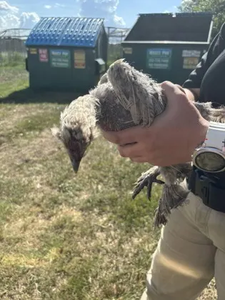 Chicken 21