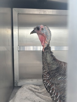 Turkey 3