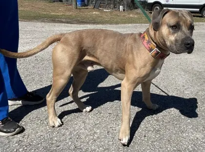 Stray-Scrappy- S Stonebrook Dr