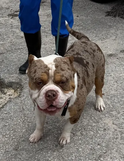 Stray- Don Julio-W Cinnamon Ri