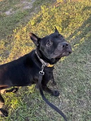 Stray - E Turner Camp - Avail
