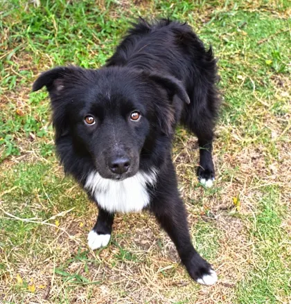 Taz