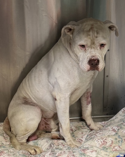 Stray-Piper Ln No Wl Ava 6/26
