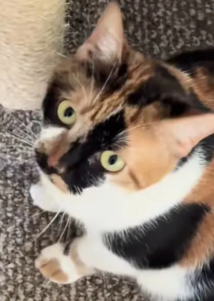Mia