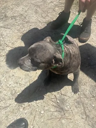 Stray/ Ne 2Nd St/ Available 7/