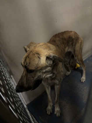 Stray - Westmoreland Dr - No W