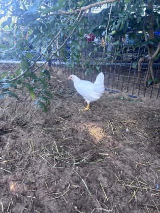 Chick 1