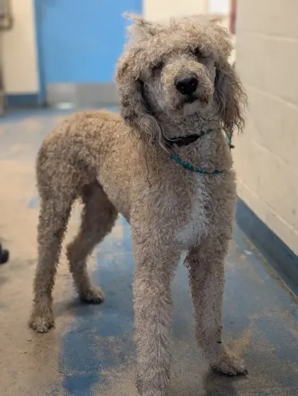 Stray/ Lincoln Ave/ Available