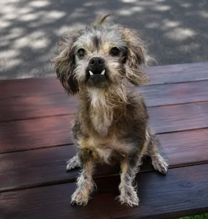 Mya