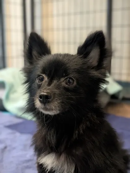 Stray Oldfield Avail 10/21