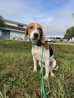 Barkus