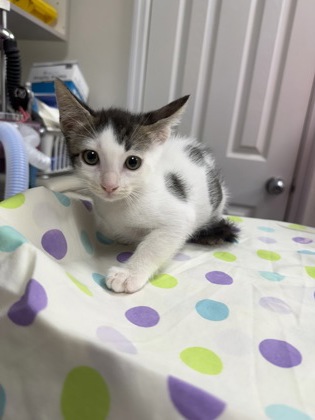 Even Steven'S ((No Collar