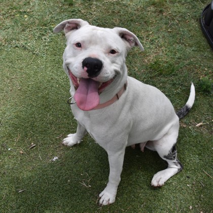 Stray - "Perla" - W Devon Dr