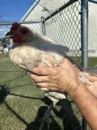 Chicken 27