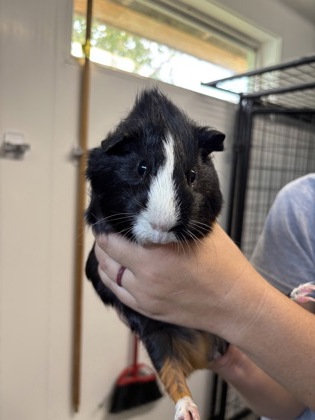 Guinea Pig 7