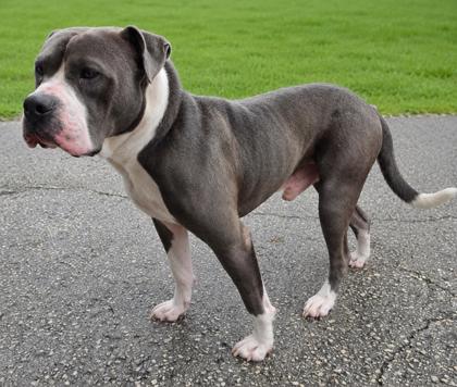 Stray Amberjack Dr Avail 8/5