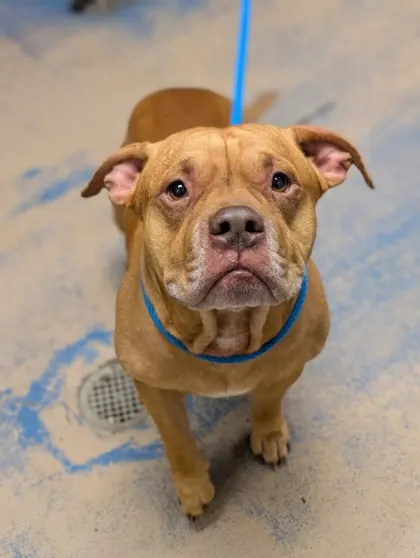 Stray "Bobo" S Casey Pt - Avai