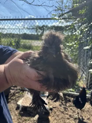Chicken 11