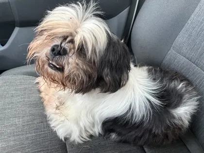 Stray/ W Dunklin St/Available
