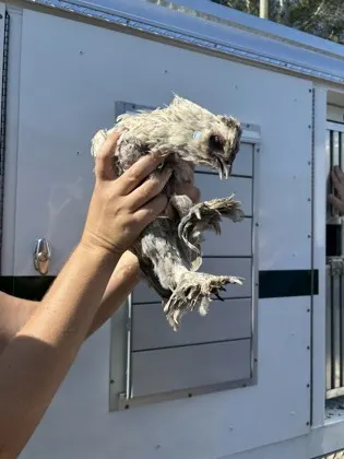 Chicken 1