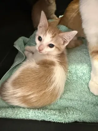 Pythagoras (Orange