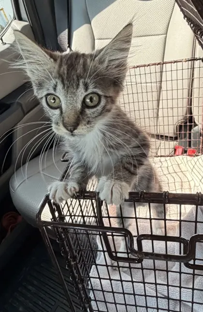 Cutie Kitty