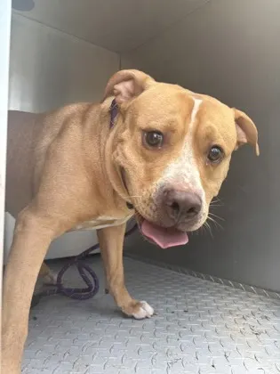 Stray - W Sugarberry Lane - 8/