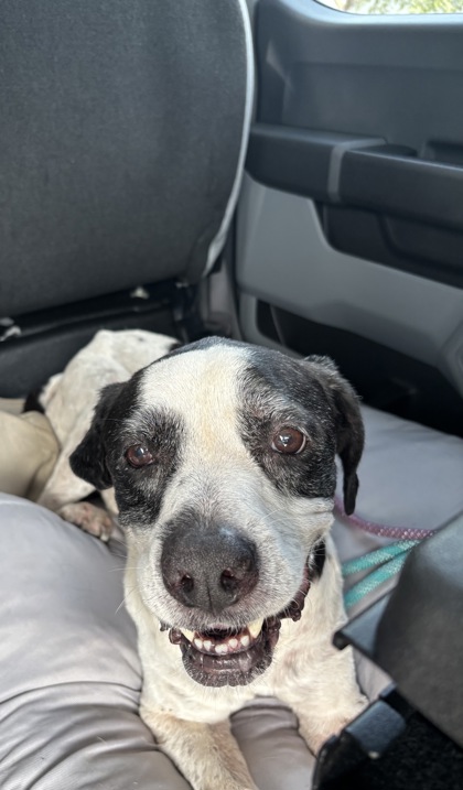 Stray - "Snoopy" - S Apopka