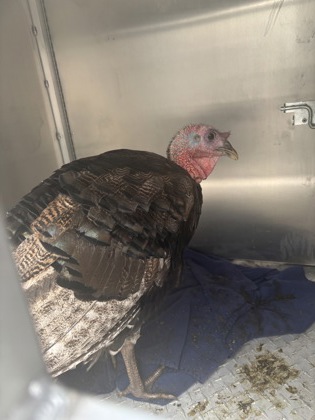 Turkey 4