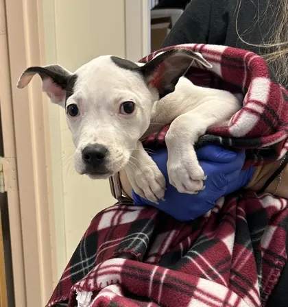 Lil Snoopette