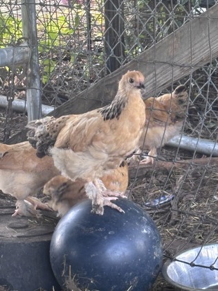 Chick 6