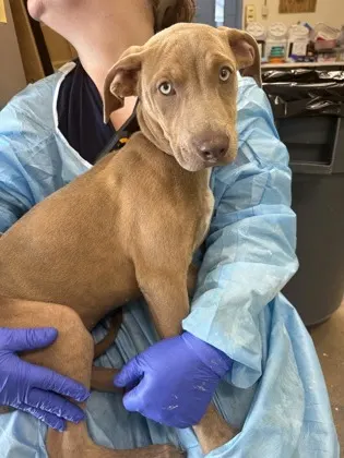 Chevelle (Purple Collar