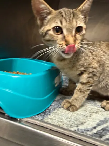 Kitten/ Alabama Avd / Availabl