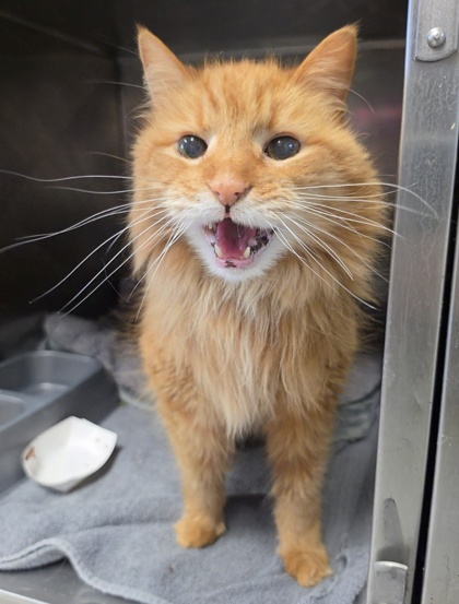 No Wl- Stray "Jimbo" Avail 7/1