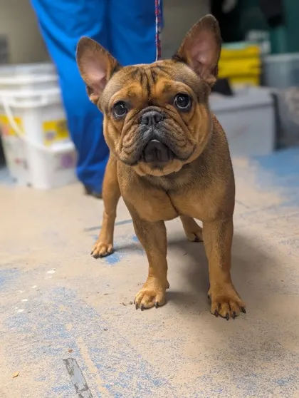 Stray/Bella/N Santos Dr Avail