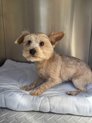 Stray - S Lecanto Hwy - Avail