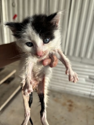 Stray / Kitten