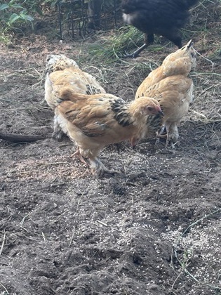 Chick 5