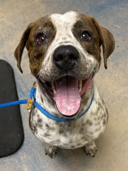 Stray/W Glen Street/No Wl 8/25