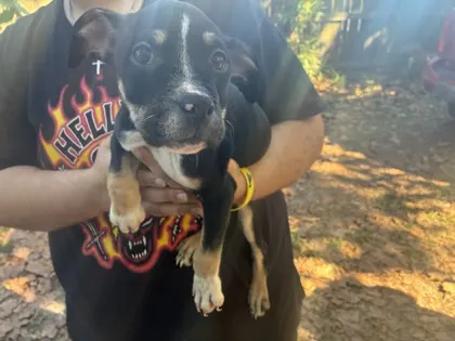 Pup4/ Glen St/ Available