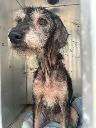 Stray "Princess" E Watson St A
