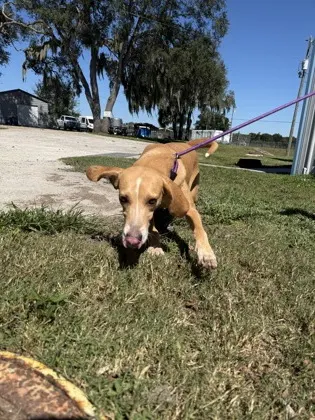 Ramona