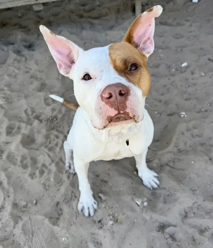 Big Dog Butters "Off-Site Fost