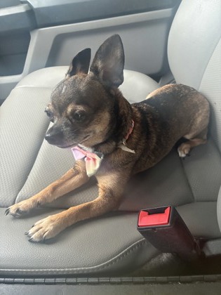 Stray/ W Pine Ridge Blvd/ Avai