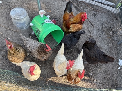 Hen 6