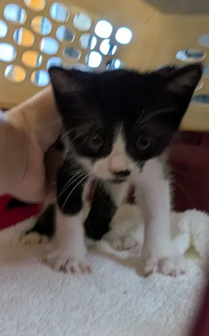 Adoptable Cat