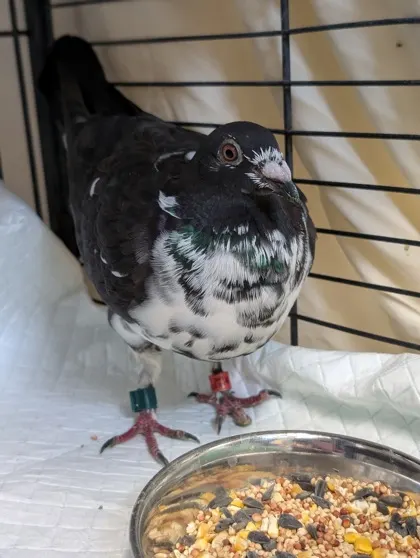 Pigeon-Homosassa-W Han Ct